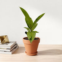 כד טרקוטה חום קוטר 15 + תחתית