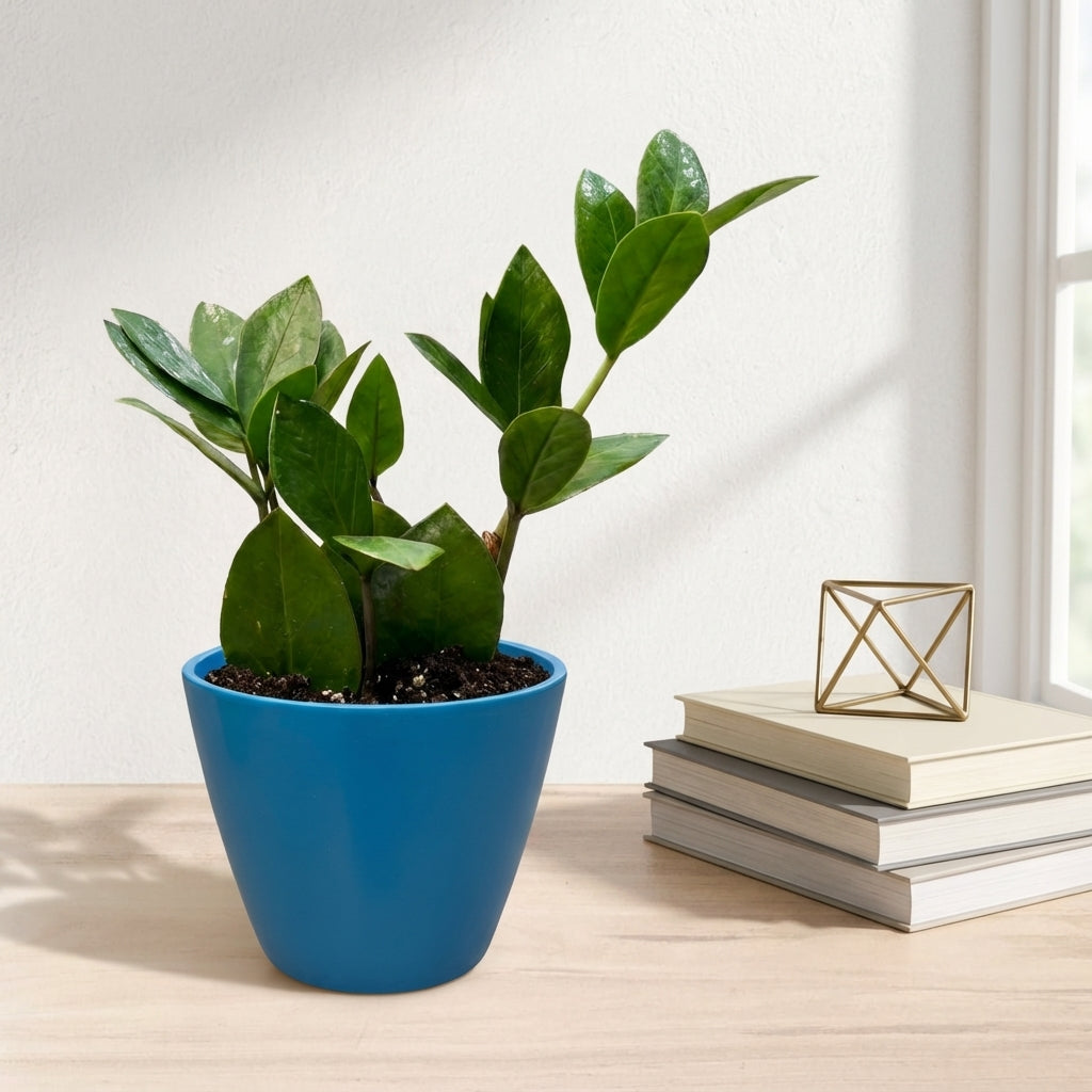 זמיה קוקוס עציץ 12