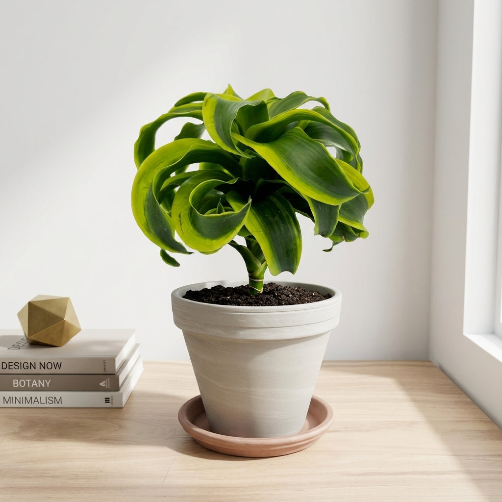 דרצנה טורנדו