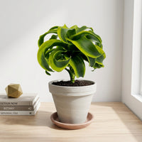 כד טרקוטה בהיר קוטר 16 + תחתית