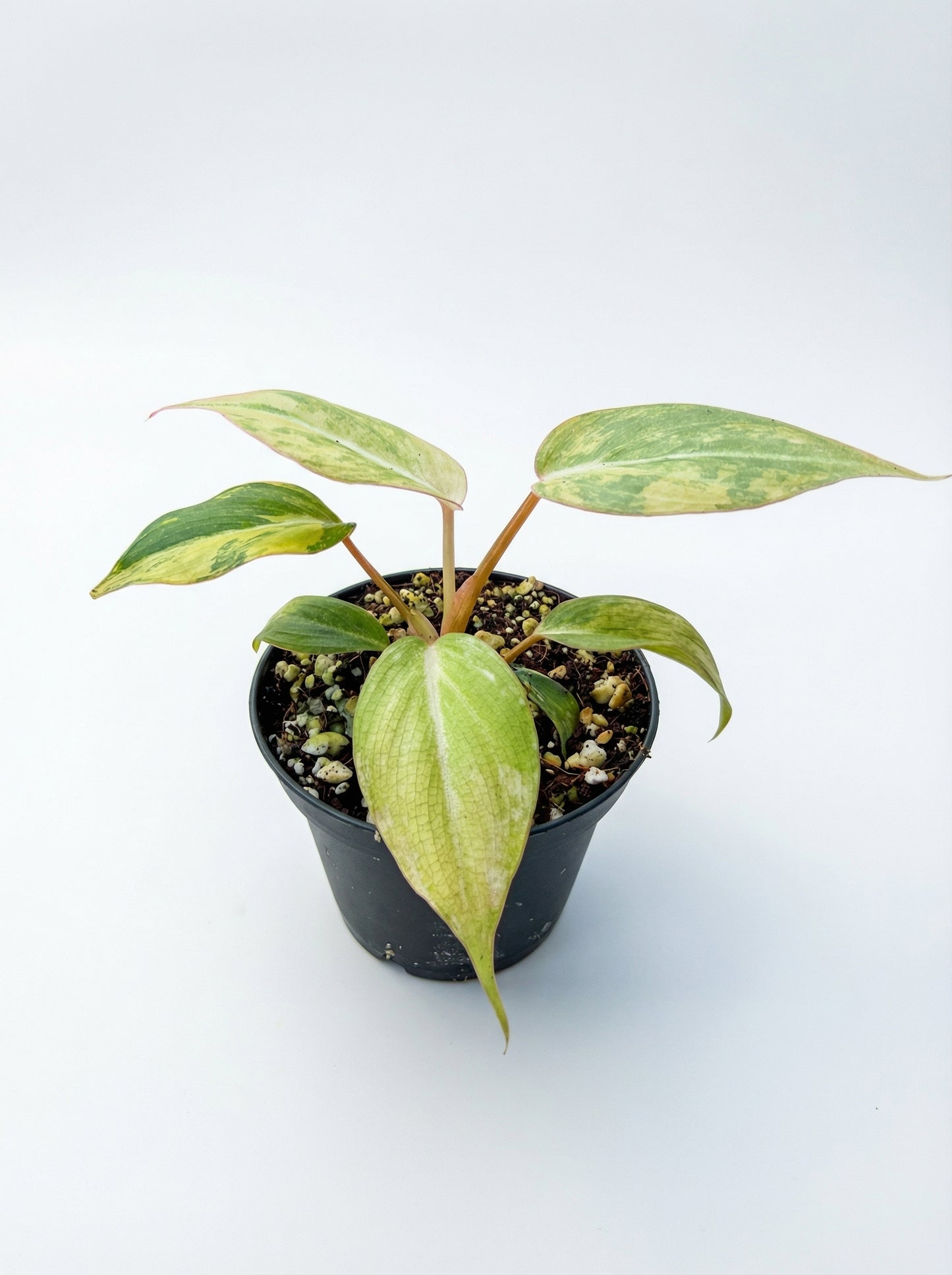 גלוריאוסום אלבו | בייב מבצע-1-nan.png.png