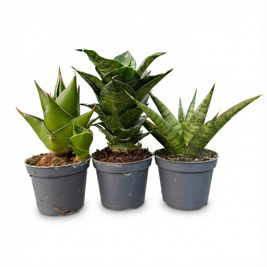 סנסיווריה מיקס | בייבי-1-nan.png.png