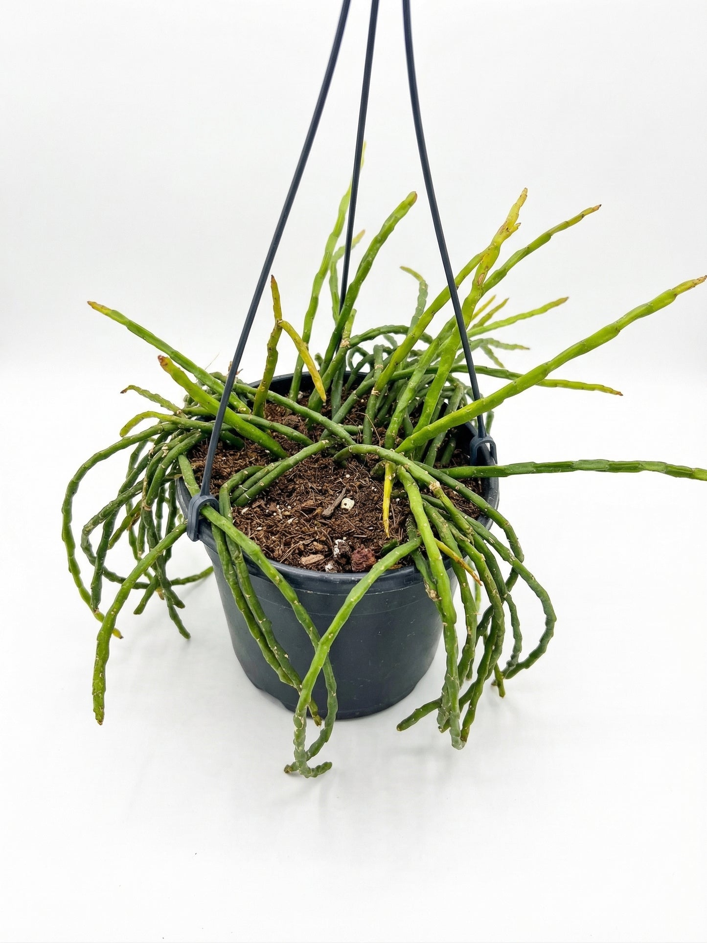 ריפסליס פרדוקסה מינור | בינוני-2-nan.png.png