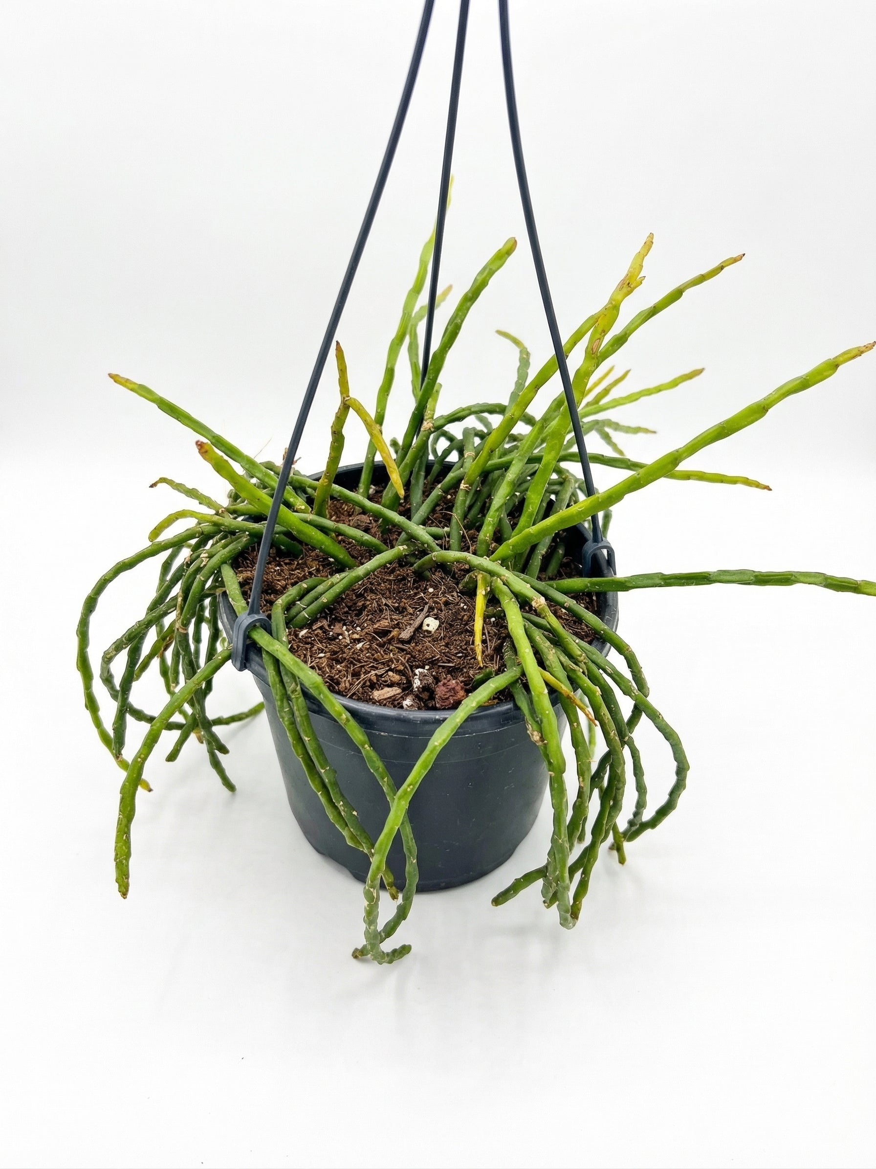 ריפסליס פרדוקסה מינור | בינוני-2-nan.png.png