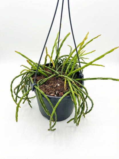 ריפסליס פרדוקסה מינור | בינוני-2-nan.png.png