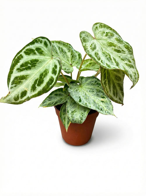 אנטוריום סילבר בלאש מינט | בינוני מבצע-1-nan.png.png