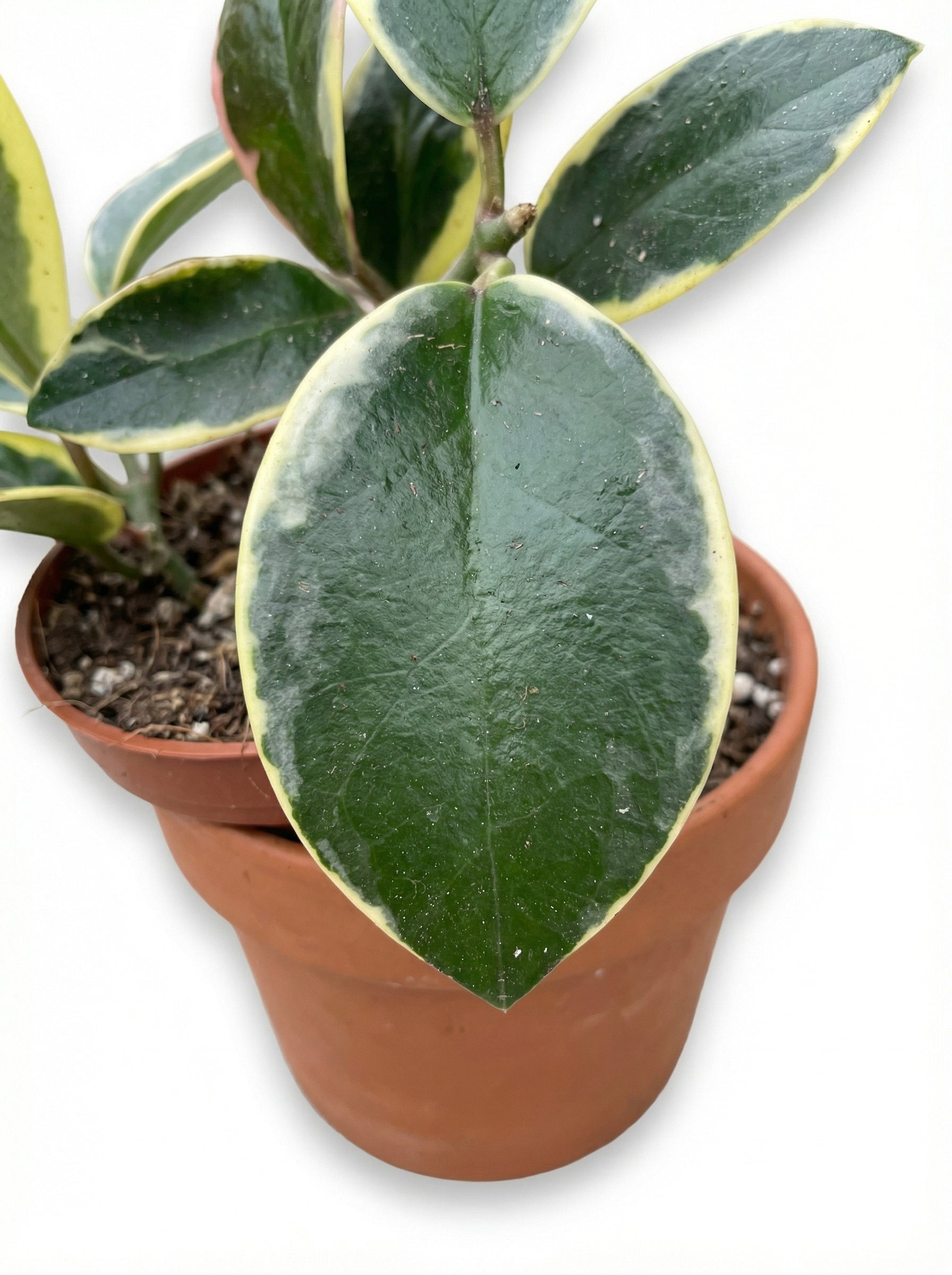 הויה אוסטרליס בלונדי | בינוני-3-nan.png.png