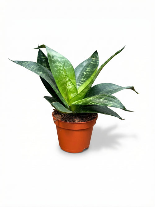 סנסויריה האני | בייבי-1-nan.png.png