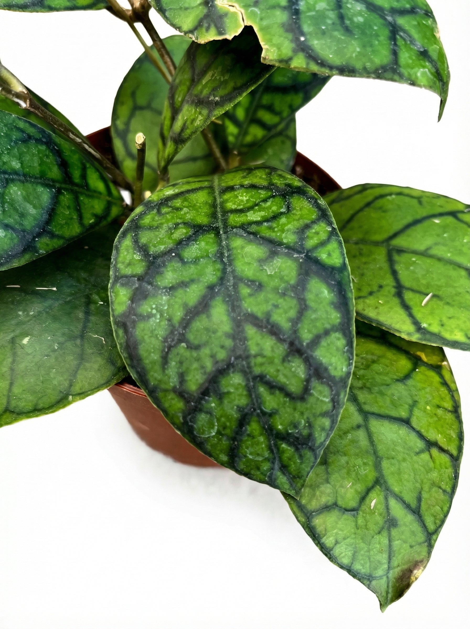 הויה קליסטופילה | בינוני-3-nan.png.png