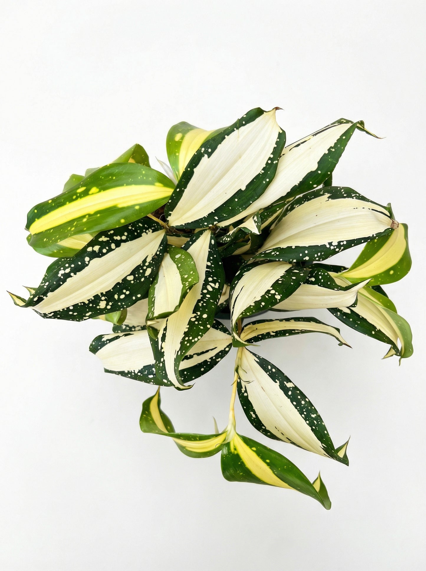 דרצנה מילקי ווי | בינוני-2-nan.png.png