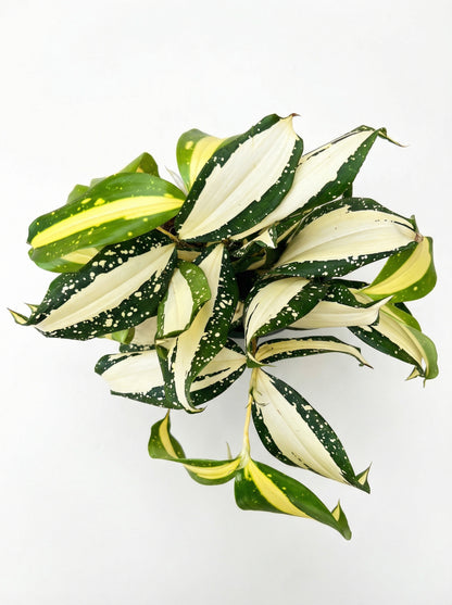 דרצנה מילקי ווי | בינוני-2-nan.png.png