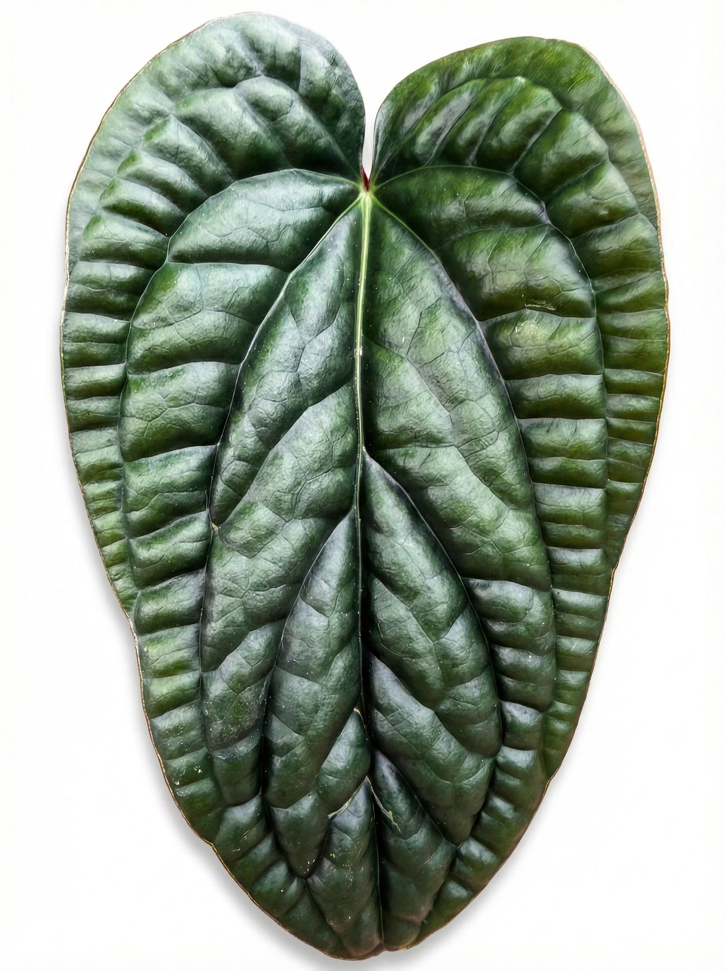 אנטוריום לוקס X רדיקנס | בינוני-3-nan.png.png