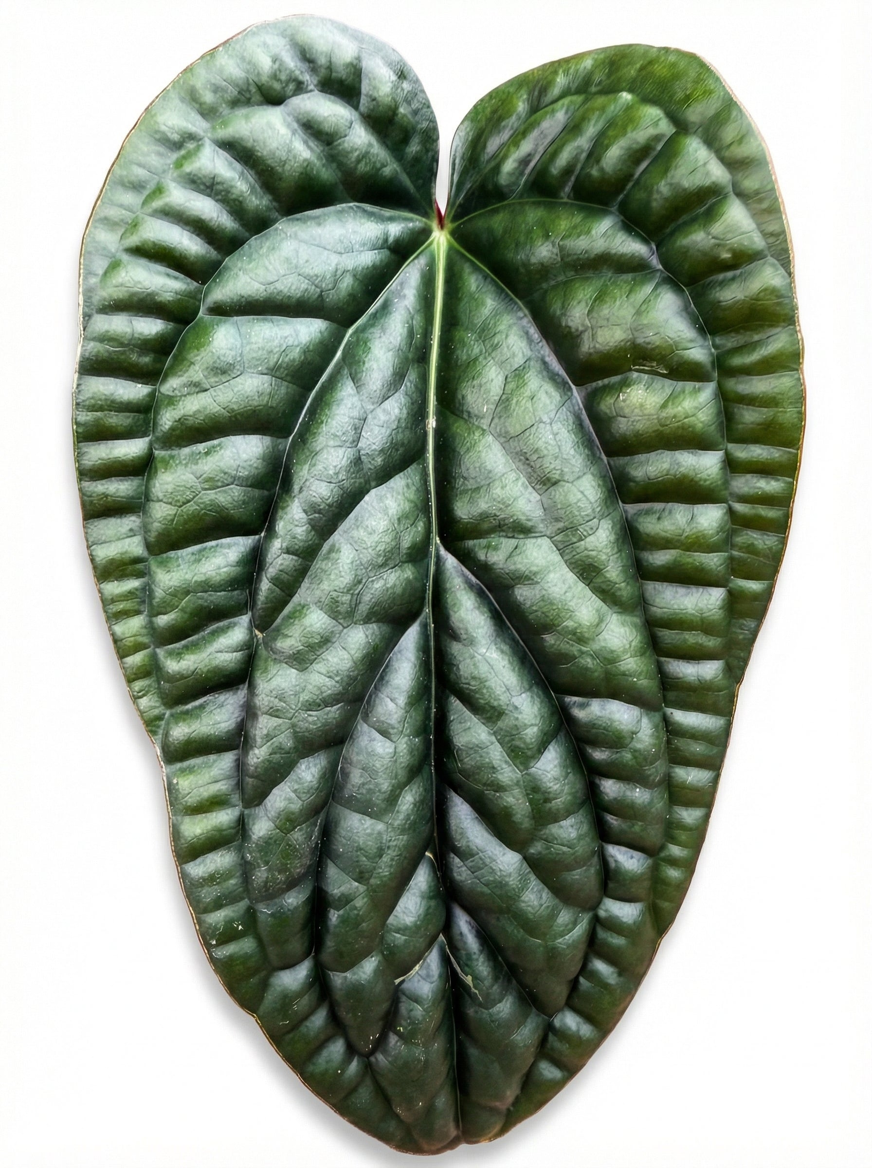 אנטוריום לוקס X רדיקנס | בינוני-3-nan.png.png