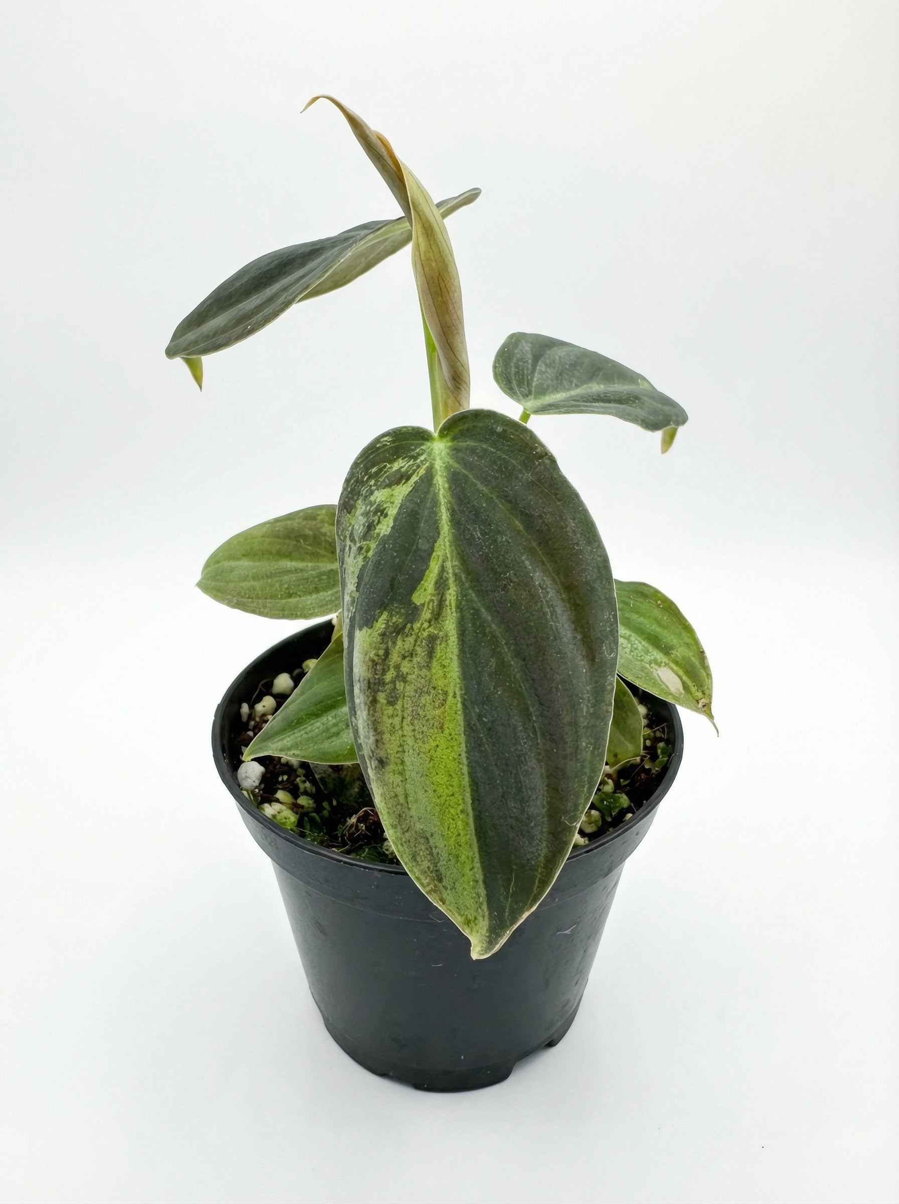 פילונדנדרון מלקוריזום מגוון | בייבי מבצע-1-nan.png.png