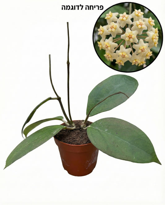 הויה טקילה סאן רייז | בייבי מבצע-1-nan.png.png