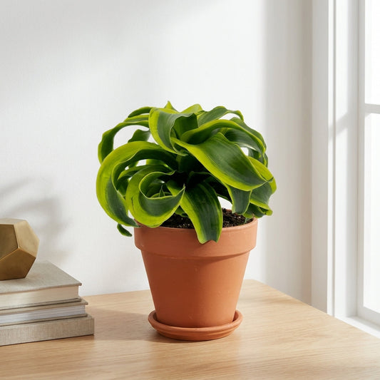 דרצנה טורנדו