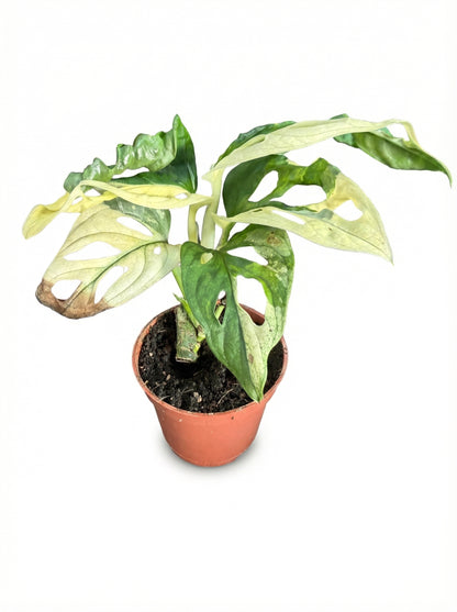 מונסטרה אדסוניי מגוונת | בייבי-1-nan.png.png