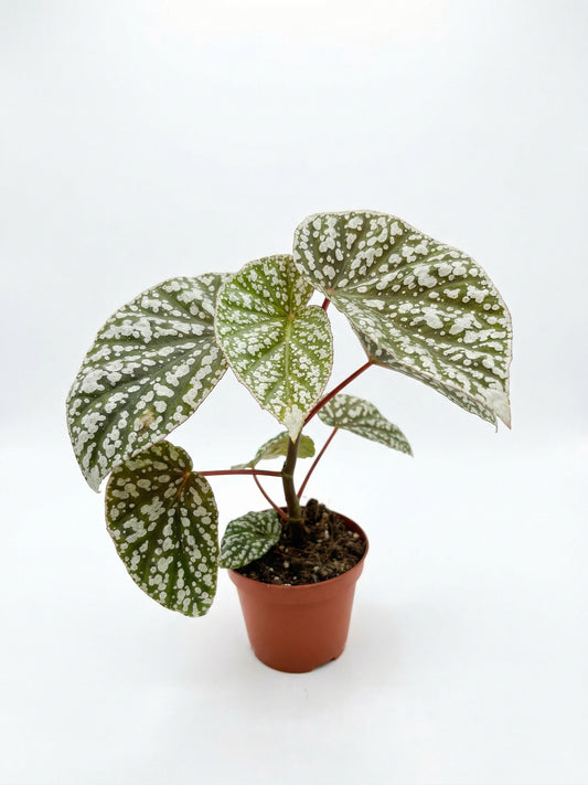 בגוניה סנואו קאפ | בינוני-1-nan.png.png