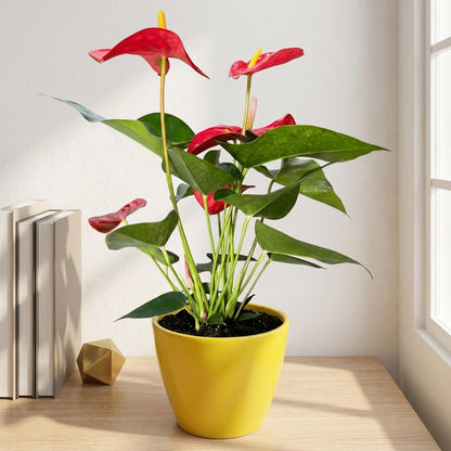 אנטוריום פורח עציץ 12