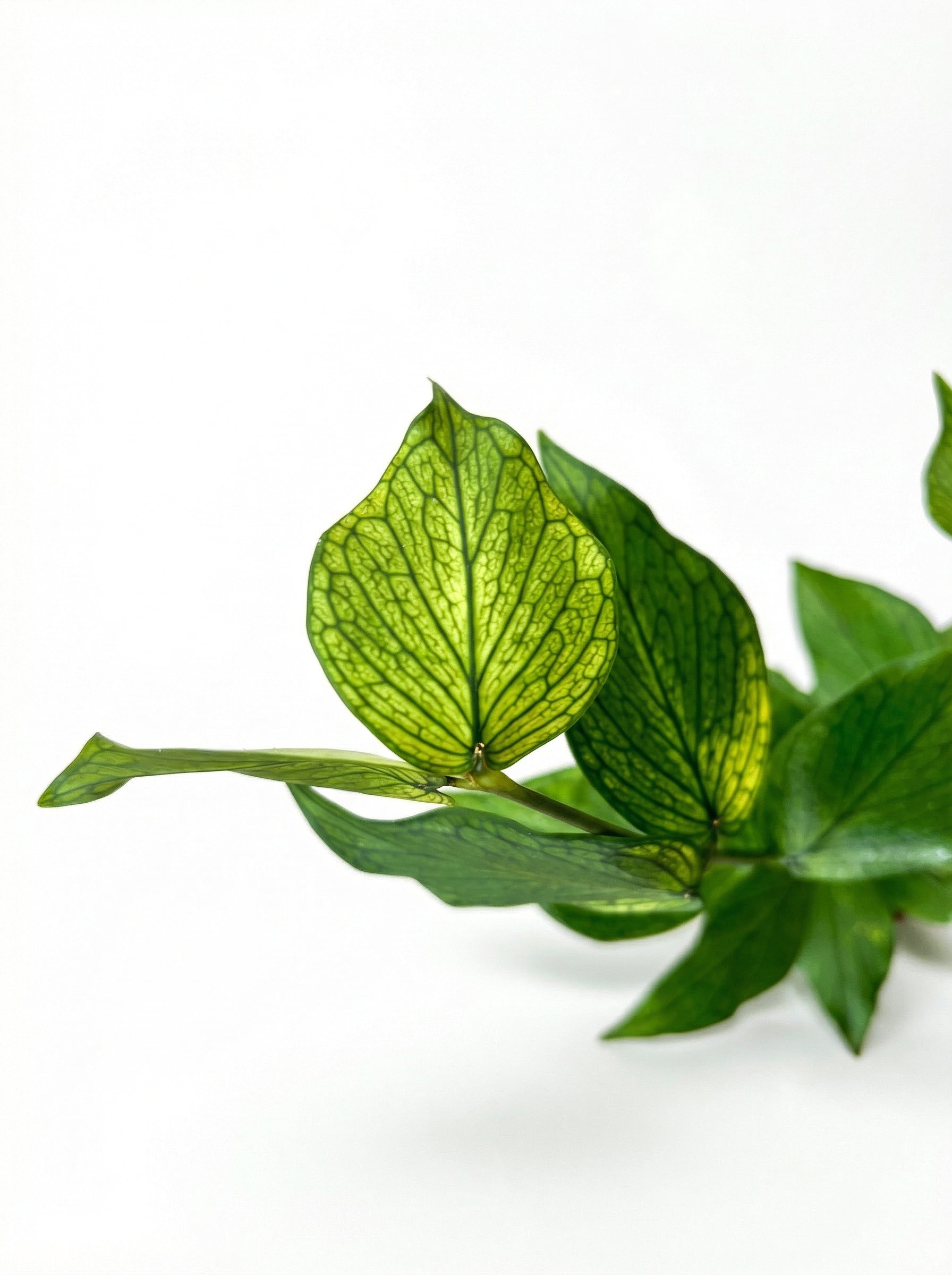 הויה פולינאורה | בייבי מבצע-3-nan.png.png