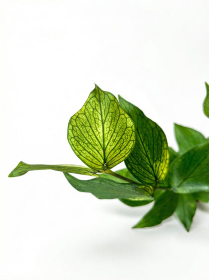 הויה פולינאורה | בייבי מבצע-3-nan.png.png