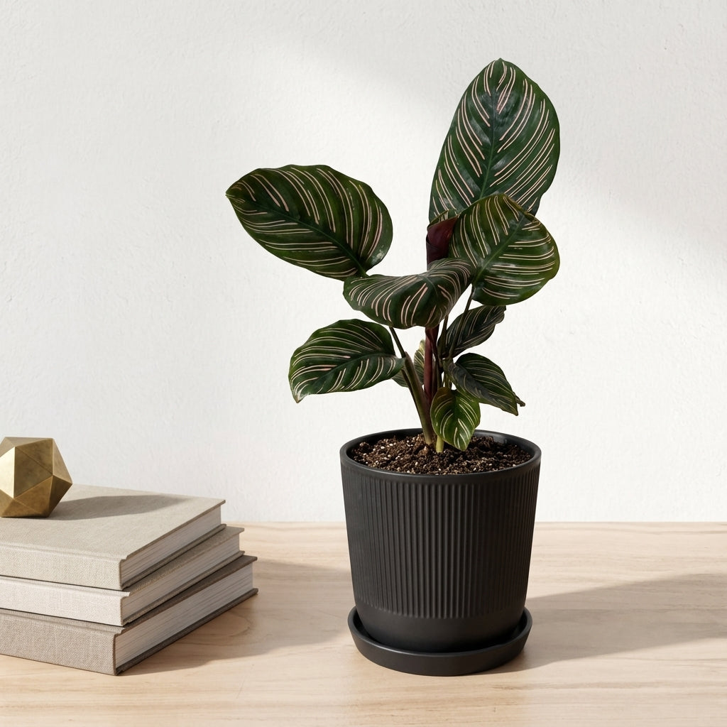 קלתאה אורנטה קוטר 12