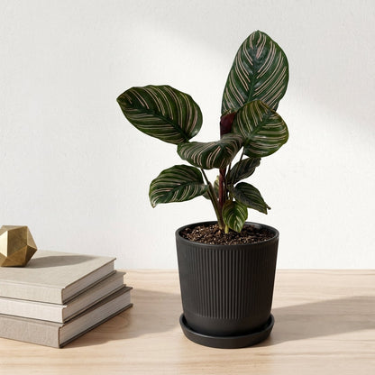 קלתאה אורנטה קוטר 12