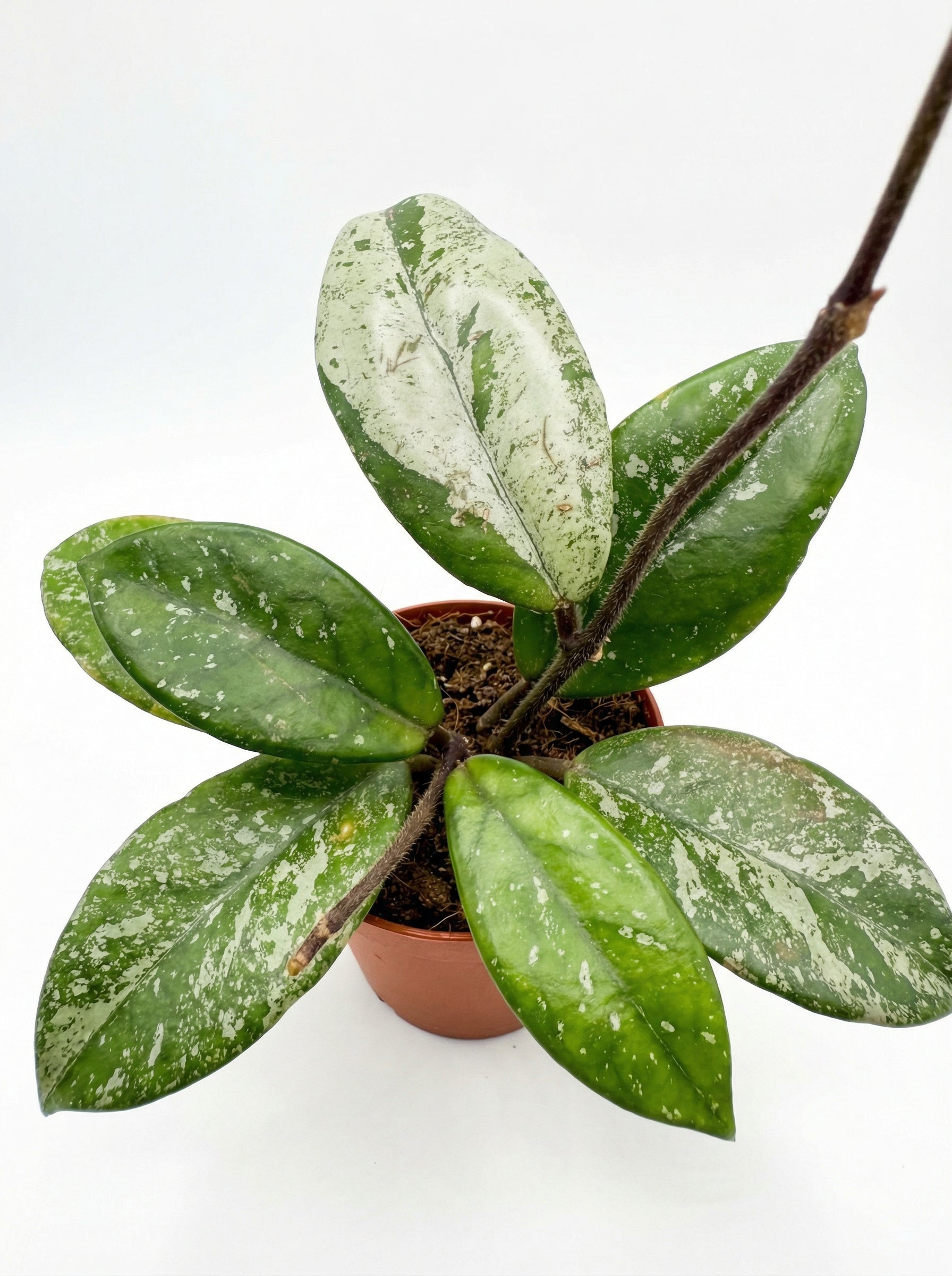 הויה קר׳ סטאר דאסט | בייבי מבצע-3-nan.png.png