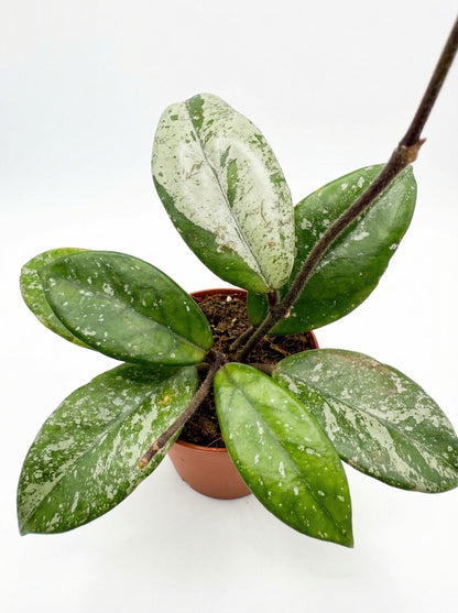 הויה קר׳ סטאר דאסט | בייבי מבצע-3-nan.png.png