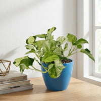 כד קרמיקה חלק כחול קוטר 13