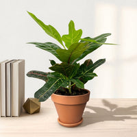 כד טרקוטה חום קוטר 15 + תחתית