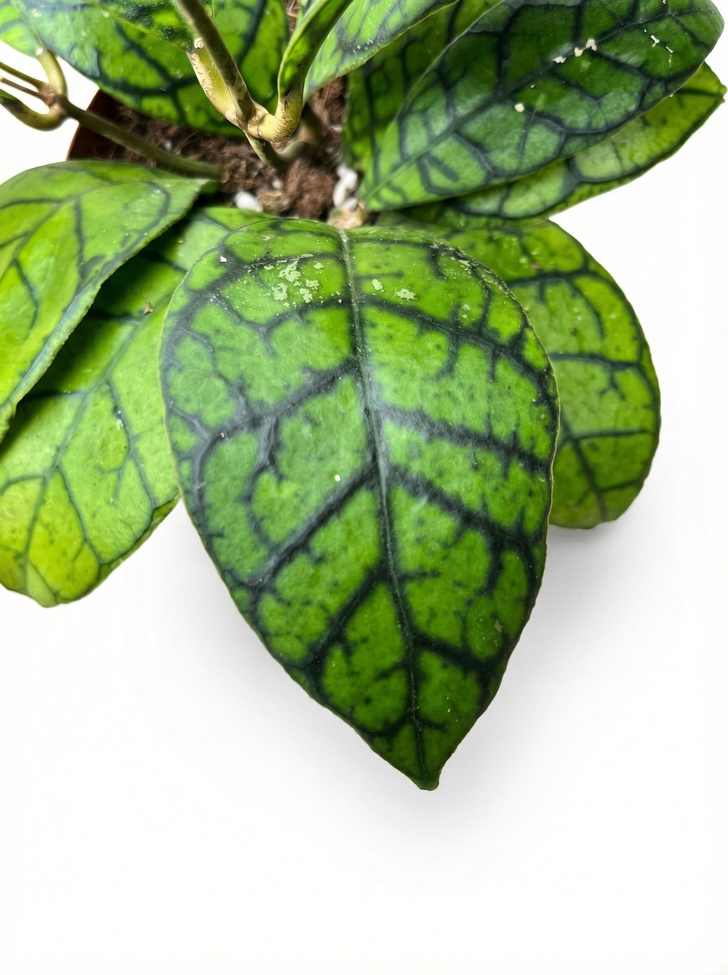 הויה ראנואנסיס | בינוני-3-nan.png.png