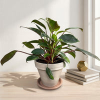 כד טרקוטה בהיר קוטר 16 + תחתית