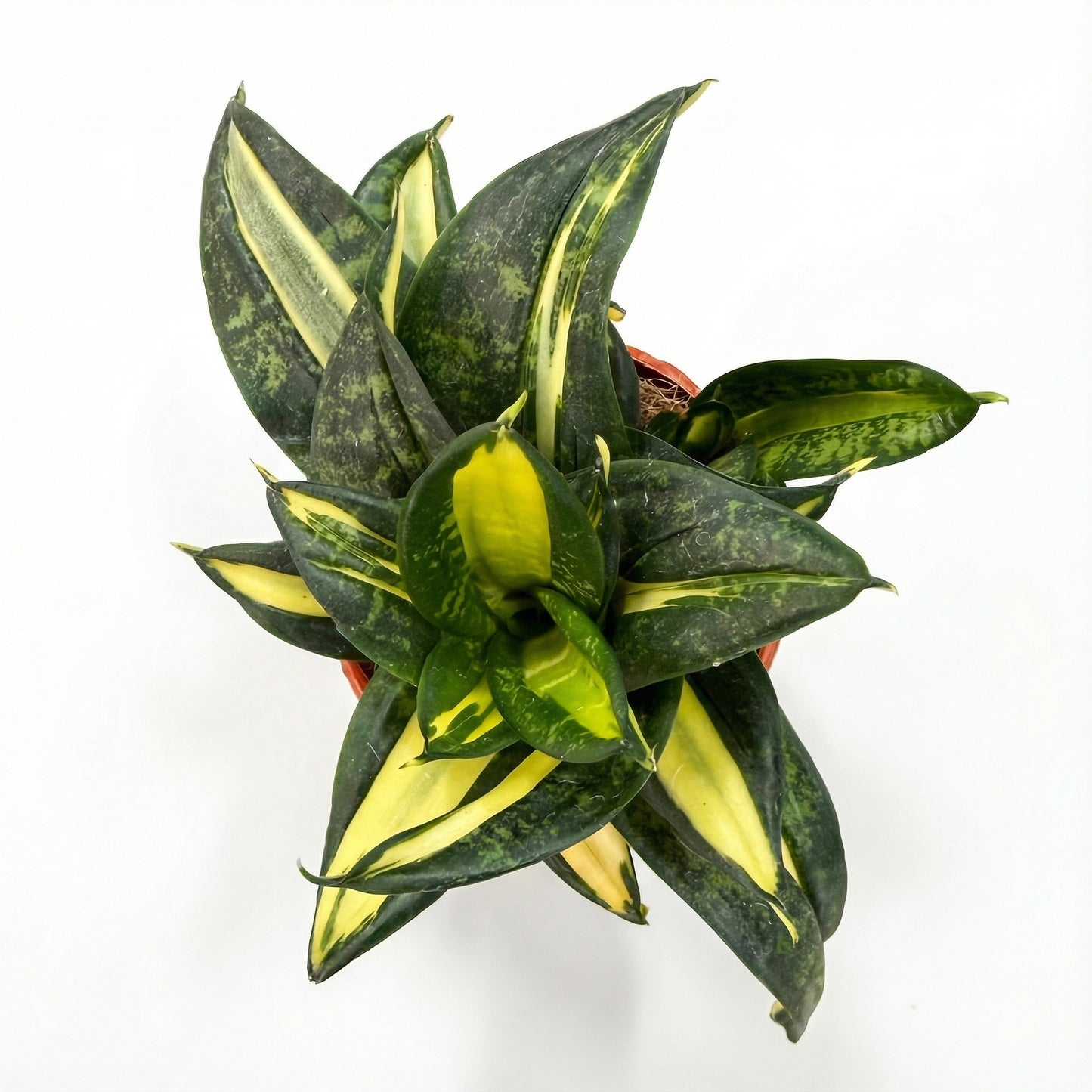 סנסיווריה האני ספירל סטאר | בייבי-2-nan.png.png