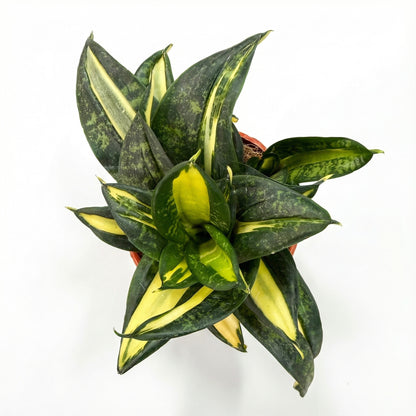 סנסיווריה האני ספירל סטאר | בייבי-2-nan.png.png