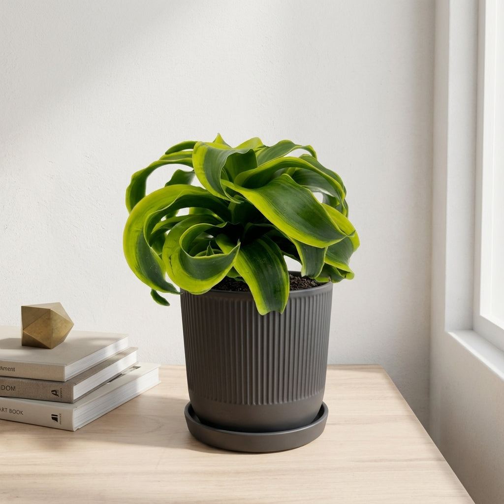 דרצנה טורנדו