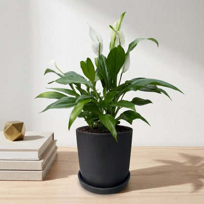 ספטיפיליום בינוני עציץ 12