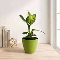 כד קרמיקה חלק ירוק קוטר 13