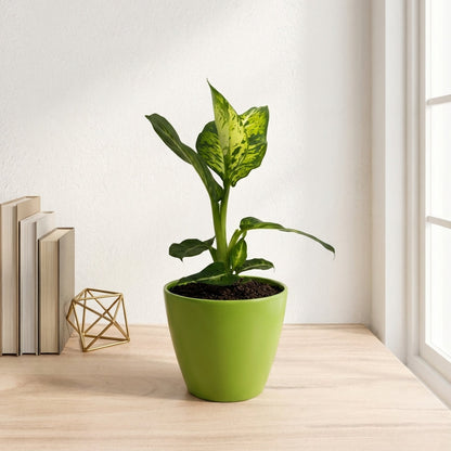 דיפנבכיה קומפקטה