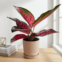 כד פסים שמנת קוטר 13 + תחתית