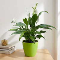 כד קרמיקה חלק ירוק קוטר 13