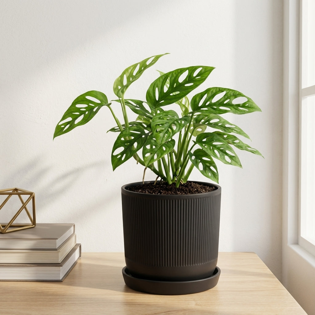 מונסטרה אדנסוניי