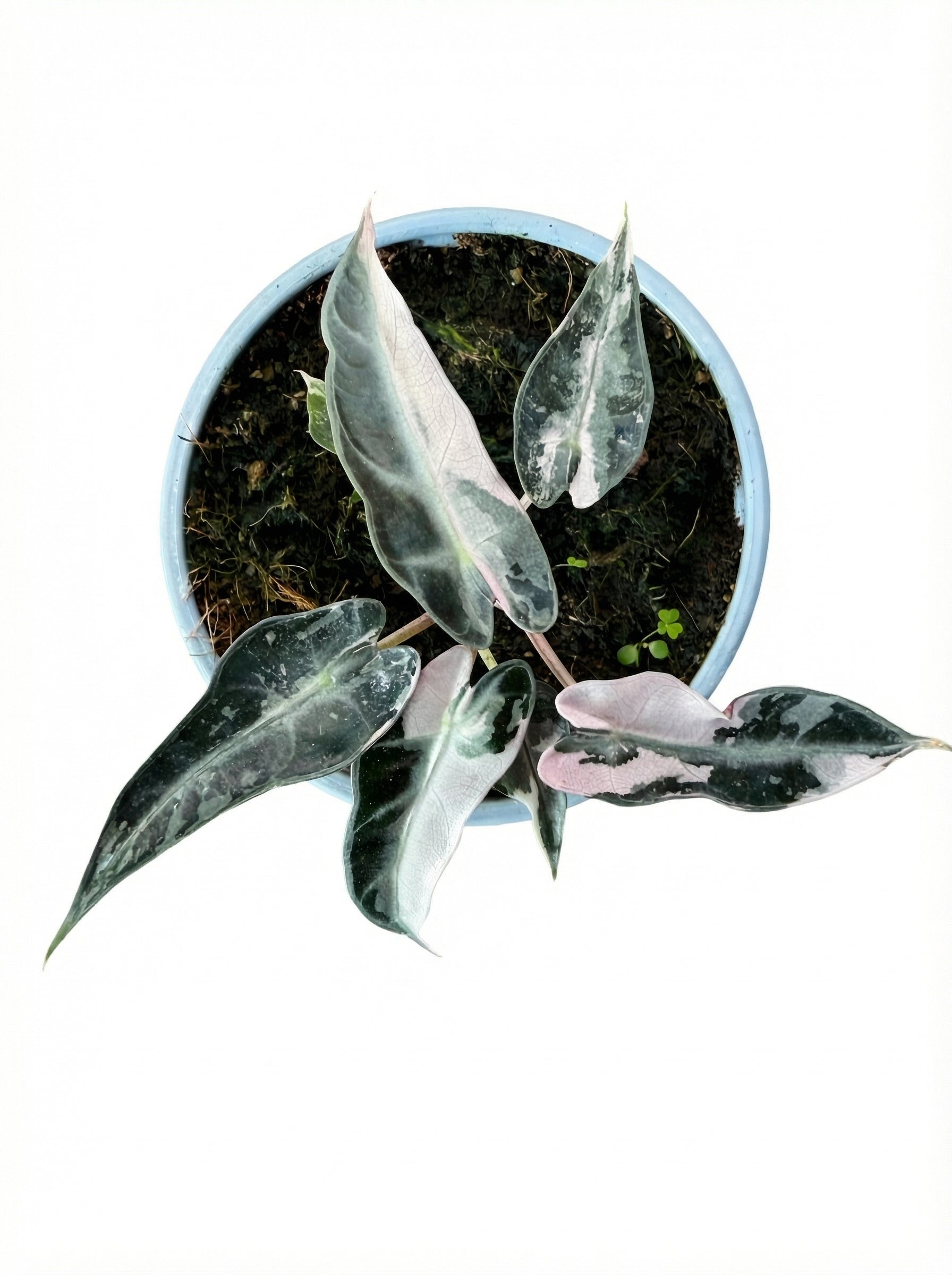 אלוקסיה במבינו ורודה | בינוני מבצע-3-nan.png.png