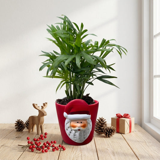 כמדוריאה קטן