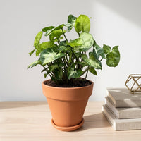 כד טרקוטה חום קוטר 15 + תחתית