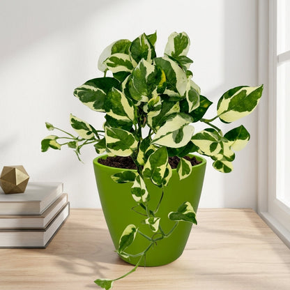 פוטוס אנגוי עציץ קוטר 12 ס״מ