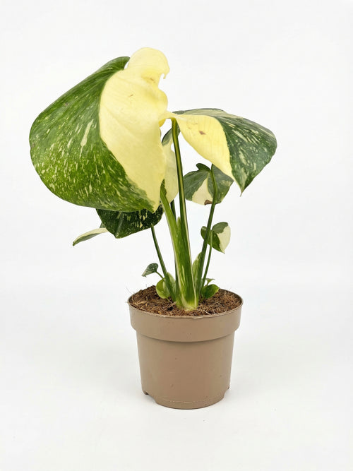 מונסטרה תאי סופר מגוונת | בינוני-1-nan.png.png