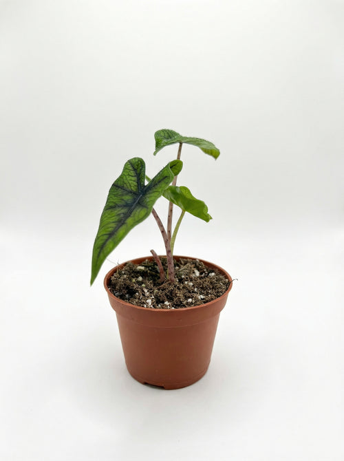 אלוק׳ ג׳קלין| קטן-1-nan.png.png