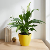 כד קרמיקה חלק צהוב קוטר 13