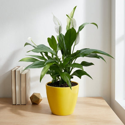 ספטיפיליום בינוני עציץ 12